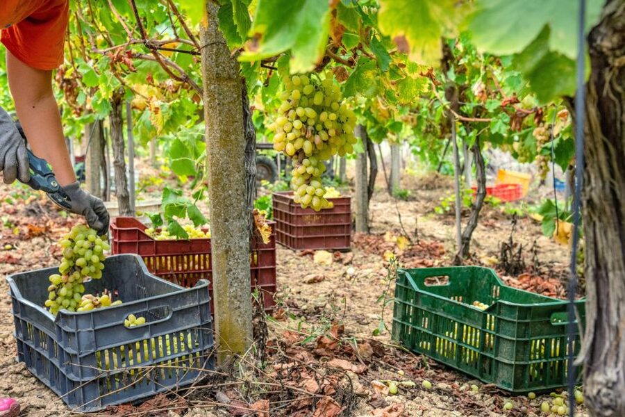11 Course Lunch, Wine Tasting & Cooking Mastery in Rhodes - Key points to know before booking