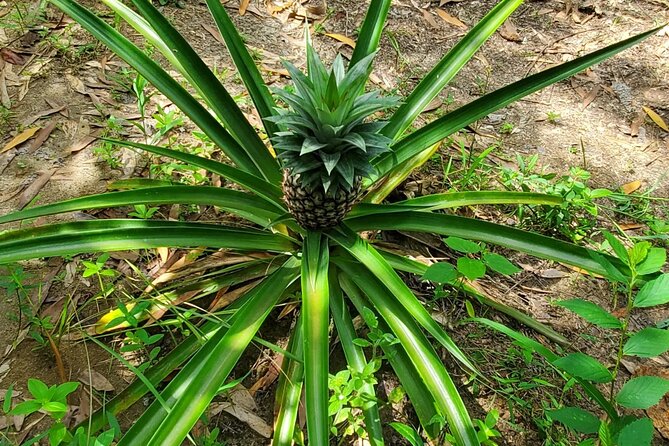 A private half day spice farm with a cooking lesson - Walking among vanilla, cardamom, and nutmeg