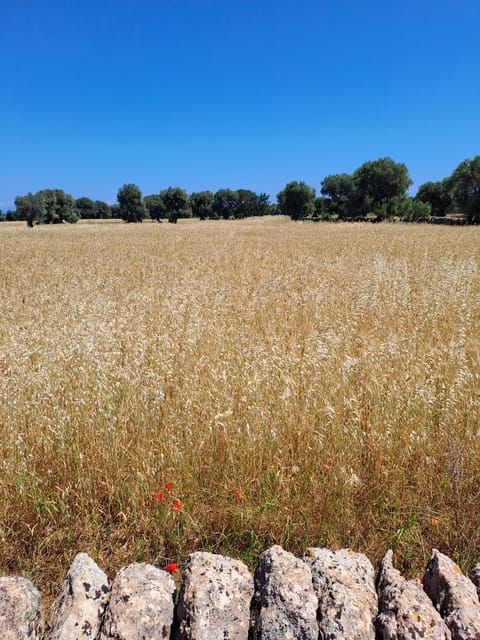 Alberobello: e-bike tour and orecchiette class - Key points to know before you book