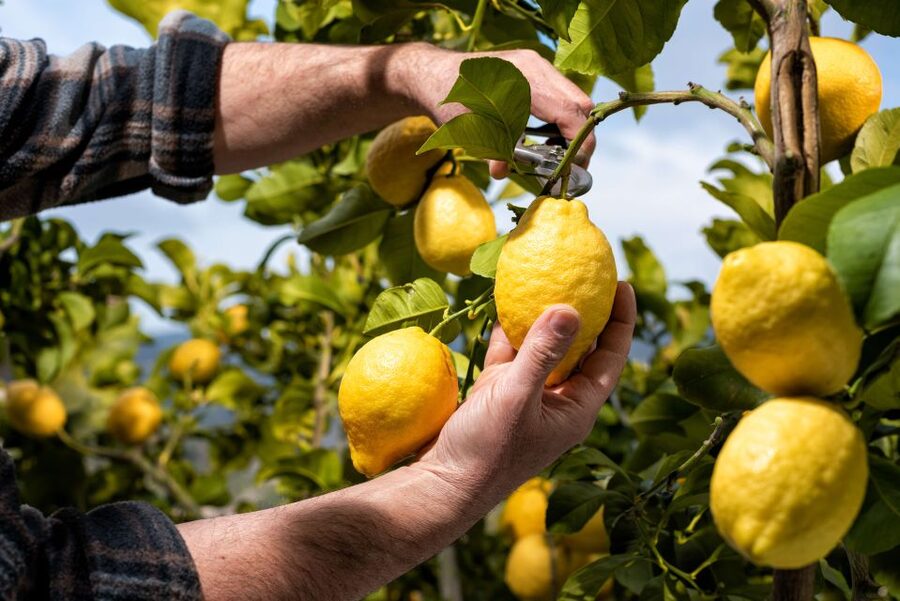 Amalfi: Cooking Class and Farmhouse Visit With Meal - Starting among Amalfi’s lemon and olive terraces