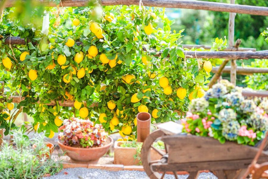 Amalfi: Cooking Class and Farmhouse Visit With Meal - Is the $157.47 price good value?