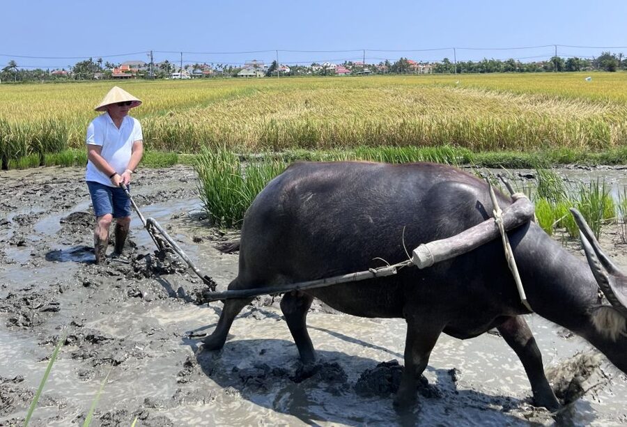 An incredible Hoi An - Water buffalo riding & cooking class - Learning the round basket boat