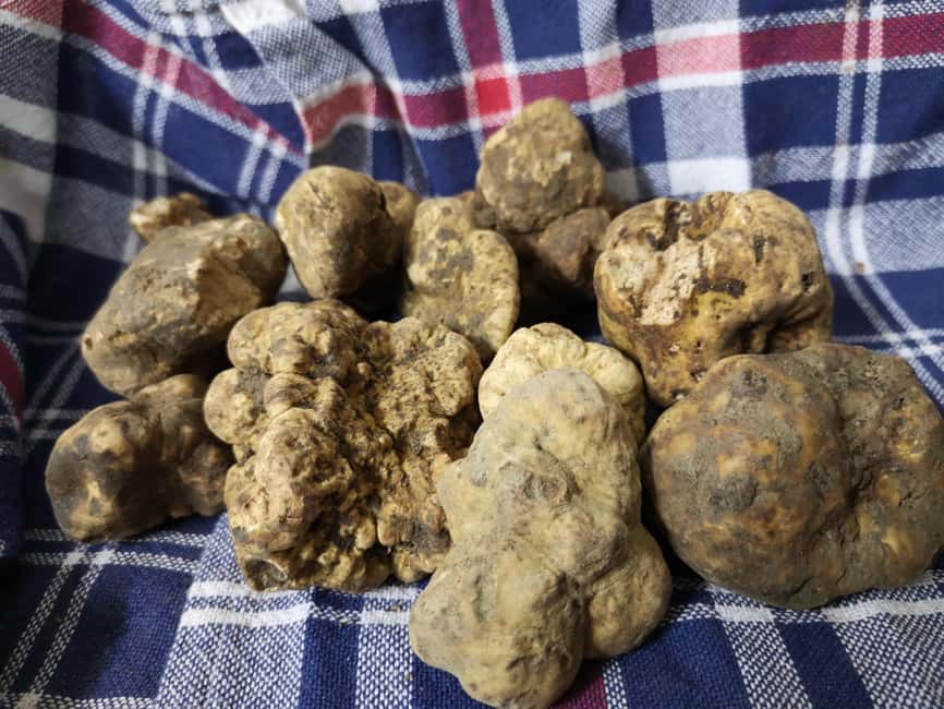 Arezzo: truffle hunting, tasting, and a cooking class with truffles. - Silvia’s five-recipe cooking lesson