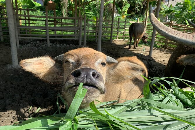 Aroidee’s Farm-Fresh Thai Cooking Experience - Picking herbs and vegetables in the organic garden