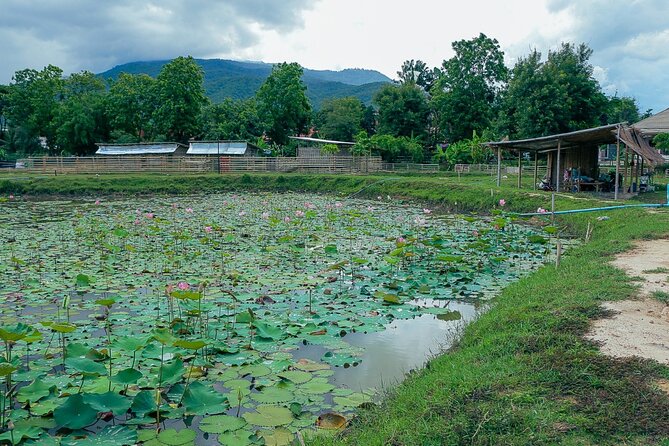 Aroidee’s Farm-Fresh Thai Cooking Experience - Food adjustments for vegetarians, vegans, and allergies