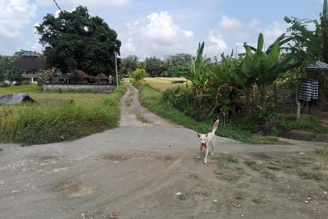 Balinese Cooking Class at Organic Farm - Key points at a glance