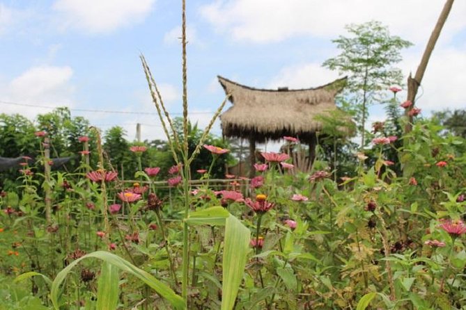 Balinese Cooking Class at Organic Farm - Why the farm visit matters
