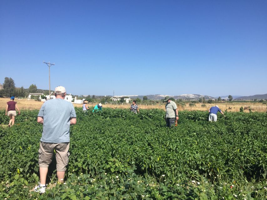 Bodrum: Market Visit and Cooking Class - What the $154 price covers