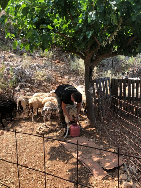Chania Area: Cooking Class at a Farm in Stylos Village - The Cretan dishes you prepare
