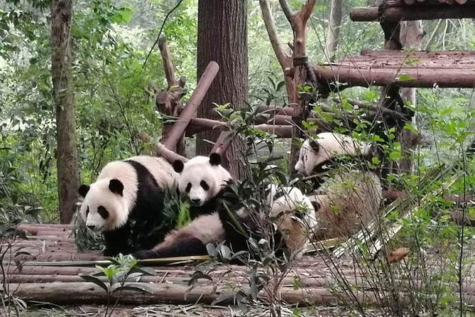 Chengdu Dujiangyan Leshan Buddha Tea Plantation and Sichuan Cooking 3 Days - Key details worth knowing