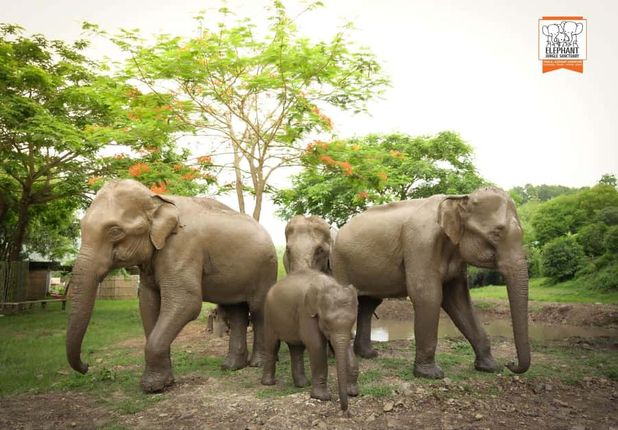Chiang Mai Elephant Jungle Sanctuary &Mama Noi Cooking Class - Key points at a glance