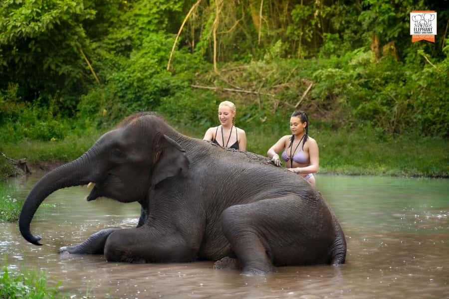 Chiang Mai Elephant Jungle Sanctuary &Mama Noi Cooking Class - Elephants first, Thai food later