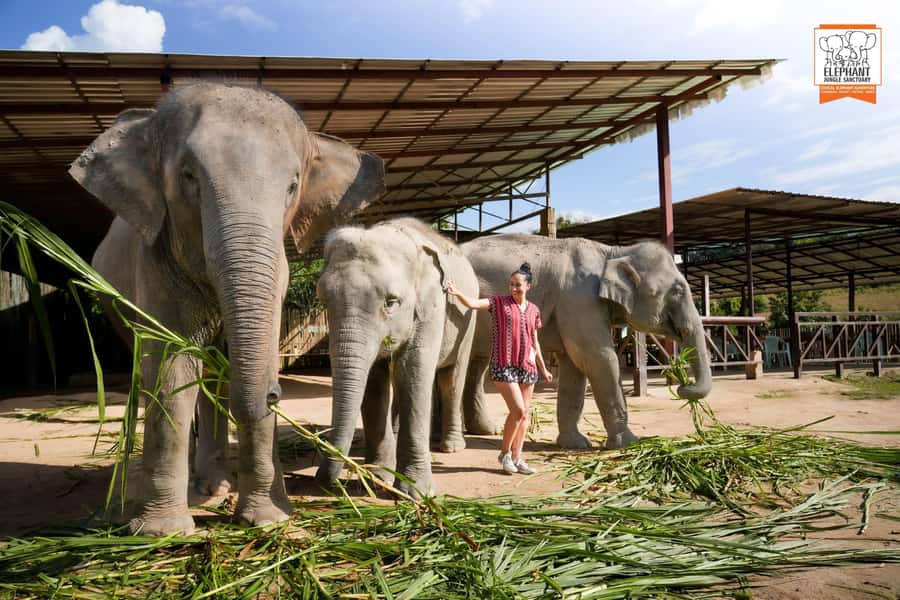 Chiang Mai Elephant Jungle Sanctuary &Mama Noi Cooking Class - The mud spa and river bathing