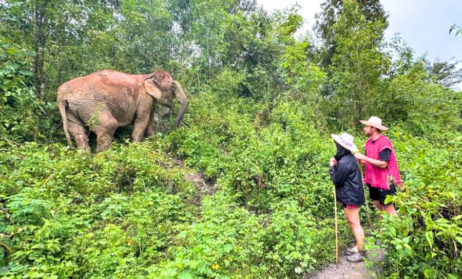 Chiang Mai: Ethical Elephant Sanctuary & Thai Cooking Class - Cooking Thai food with Aim