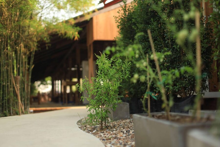 Chiang Mai: HALF-DAY COOKING COURSE at a Thai Cooking Farm - The farm setting adds more than decoration