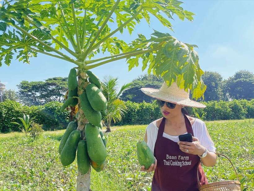 Chiang Mai Organic Thai Cooking Experience - Choosing five dishes from a generous menu