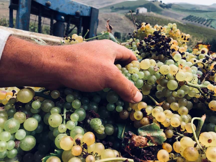Cooking class: Cooking Sicilian dishes - Tasting the food with Sicilian wine