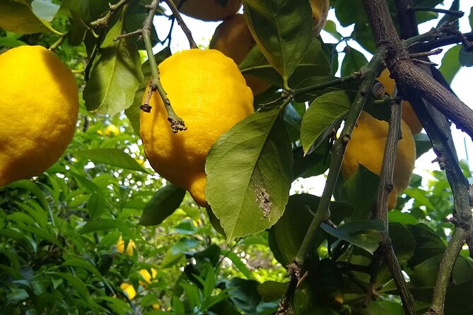 Cooking class in Capri for small groups - A Fresh Drink and a Walk Through the Garden