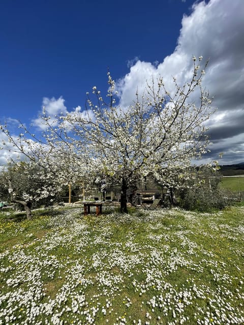 Cooking class in our family farm in Chianti with lunch - Who will enjoy this experience most