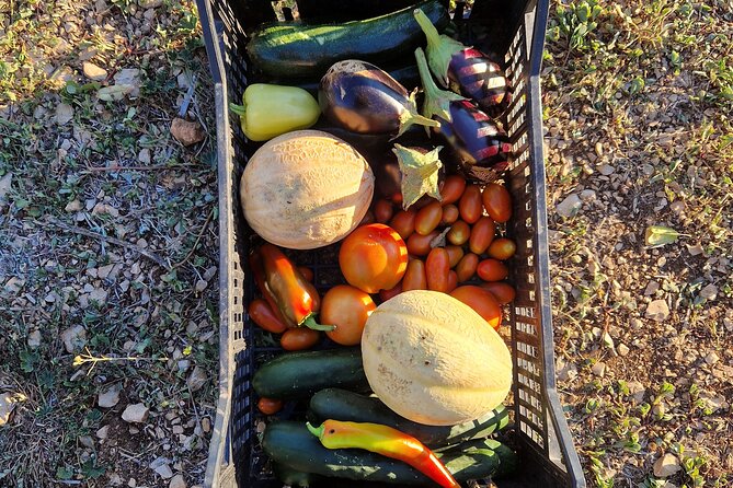 Cooking class on island Brac - Picking tomatoes, peppers, and herbs
