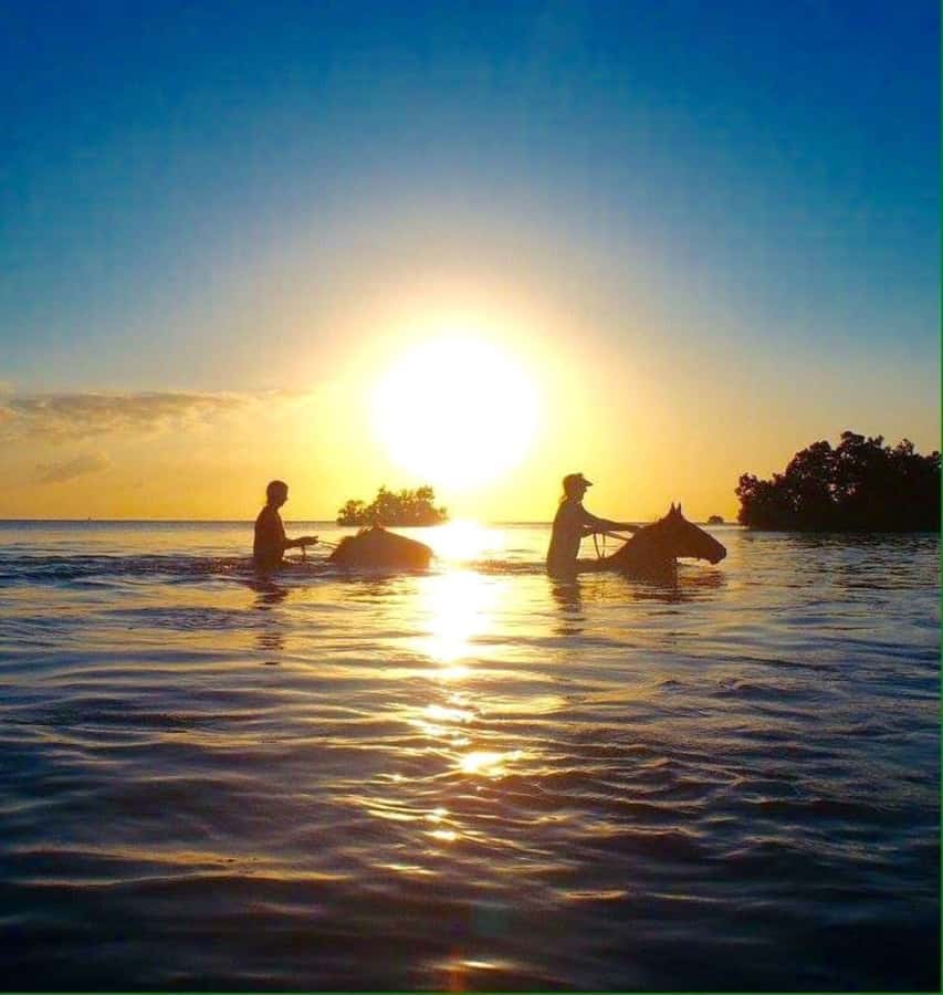 Cooking Class Tour, Stone Town Tour, Horseback Riding - Who gets the best value from the $220 price