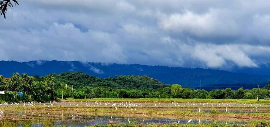 Cultural immersion: Thai cooking, rice farming, eco printing - What the timing and transport mean