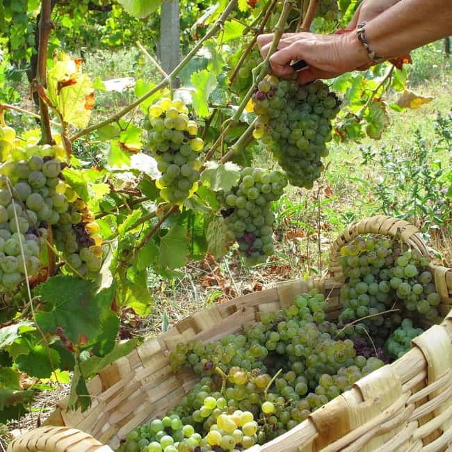 Douro Valley: Traditional Cooking Class, Farm Tour and Lunch - Who should book this experience?