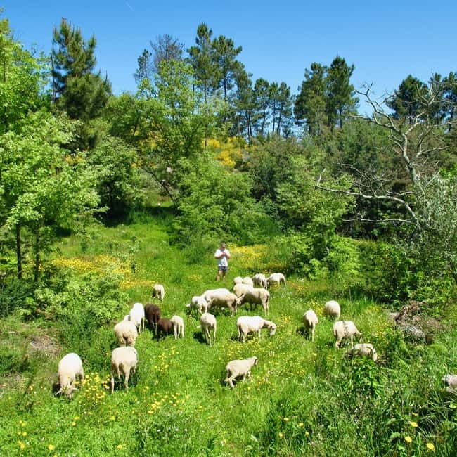 Douro Valley: Traditional Cooking Class, Farm Tour and Lunch - A family farm visit, not a staged food show