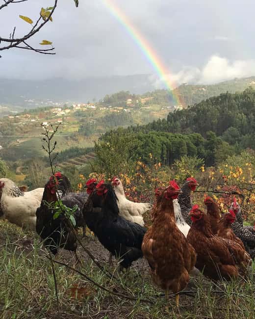 Douro Valley: Traditional Cooking Class, Farm Tour and Lunch - Sitting down to a meal made together