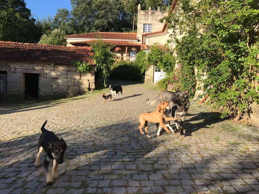 Douro Valley: Traditional Cooking Class, Farm Tour and Lunch - What the $175 price really covers