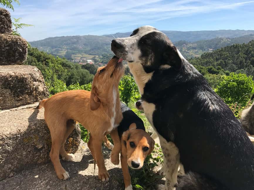 Douro Valley: Traditional Cooking Class, Farm Tour and Lunch - Is this a good choice for families?