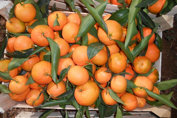 Family Mandarin Farming Tour with Traditional Cooking Lunch - A quiet farm day beside Butrint