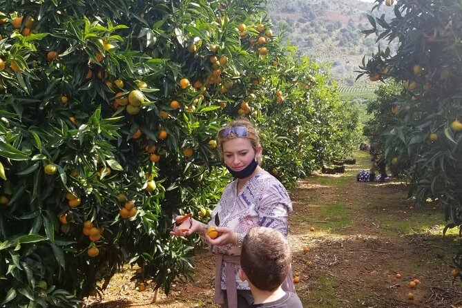 Family Mandarin Farming Tour with Traditional Cooking Lunch - Transport and meeting point details