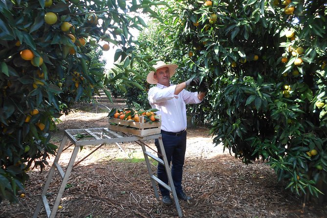 Family Mandarin Farming Tour with Traditional Cooking Lunch - Weather can change the plan