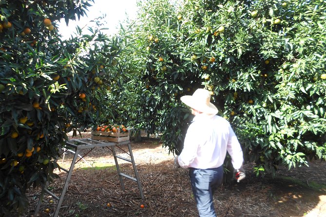 Family Mandarin Farming Tour with Traditional Cooking Lunch - Who will enjoy this mandarin tour