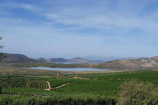 Family Mandarin Farming Tour with Traditional Cooking Lunch - Walking into the Xarrë mandarin plantation