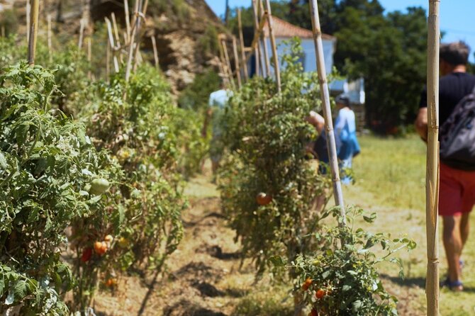 Farm to Table - Local Cooking Experience - Key points to know before booking