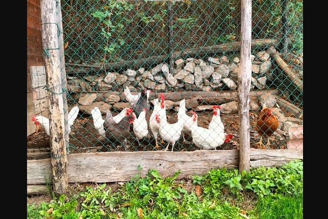 Farm Tour & Cooking Class: Discover the Flavors of Lake Como - What the farm visit adds to the day