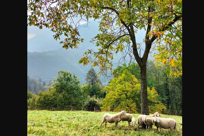 Farm Tour & Cooking Class: Discover the Flavors of Lake Como - Who will enjoy this experience most