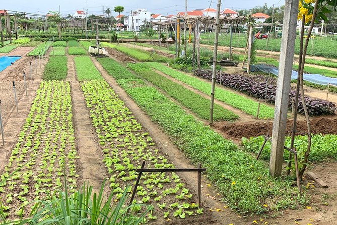 Full Experience Tour: Cooking Class & Basket Boat at Eco-Village - Why Tra Que makes a better classroom than a cooking studio