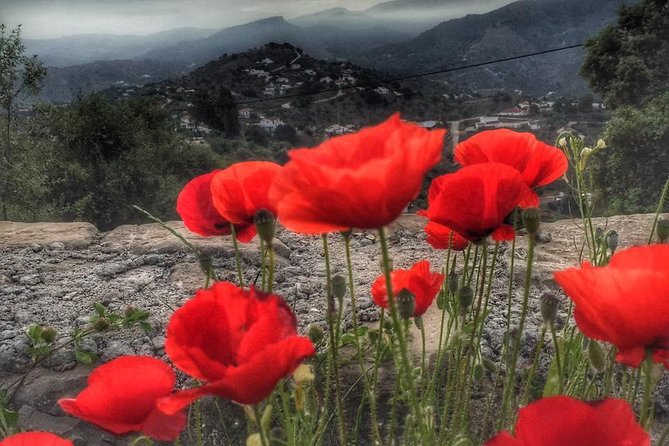 Gourmet Cooking Class & Culture in the rural Montes de Malaga. - Timing, weather, and booking advice