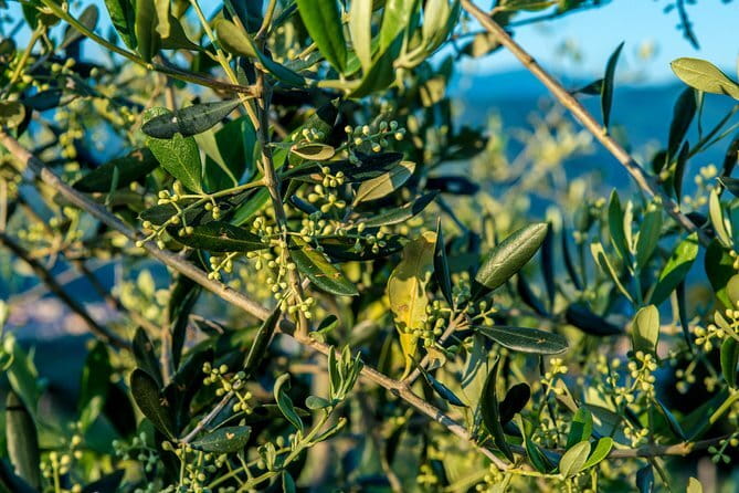 Hands-On Pasta Cooking Class in Florence with optional Pizza - What the chefs do well, and where the class can vary