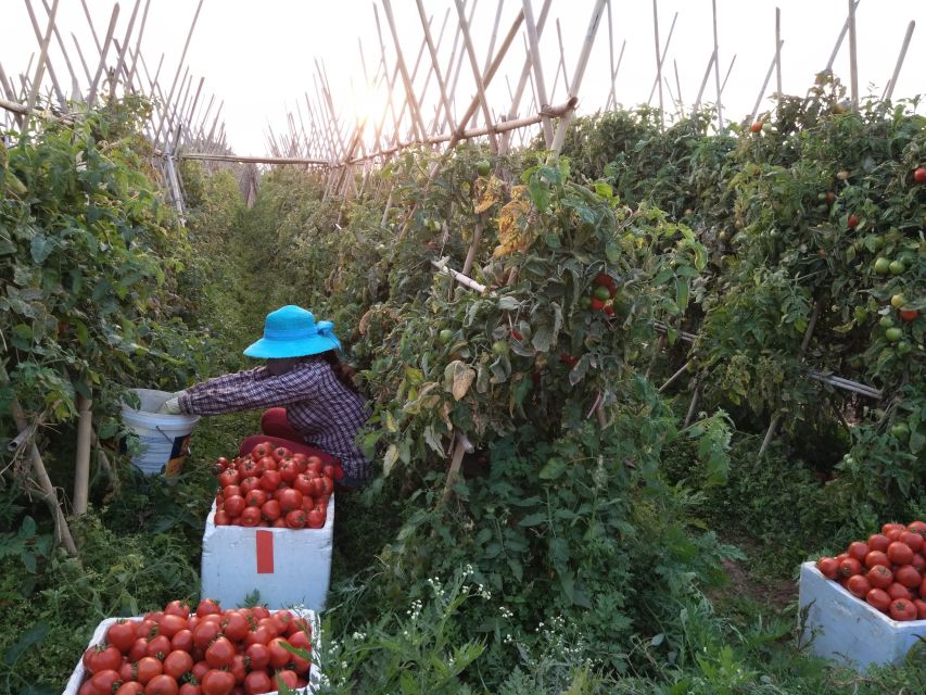 Hanoi Farm Tour and Cooking Class with Local Family - A market that still serves nearby villages