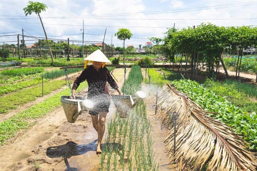 Hoi An: Authentic Cooking class in organic Herb Village - From Hoi An’s Streets to a Local Market