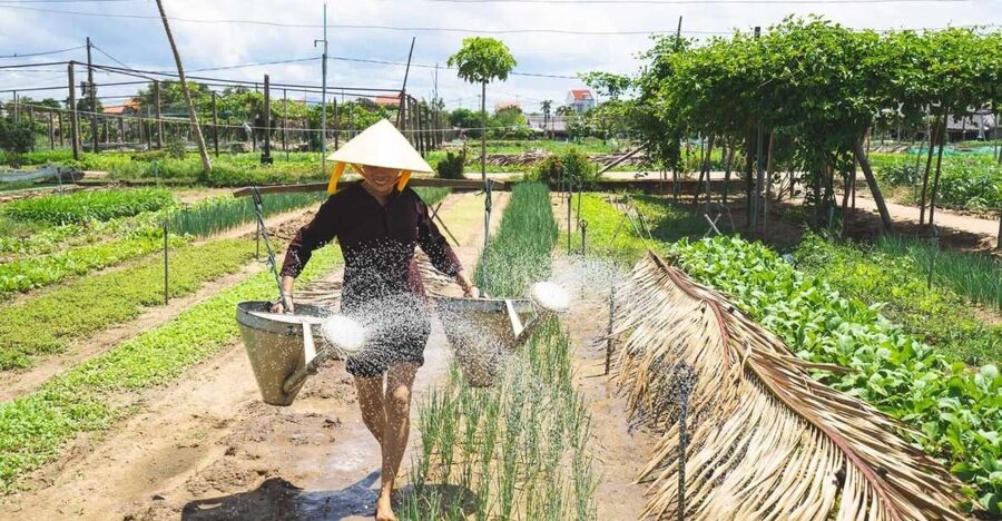 Hoi An: Authentic Cooking class in organic Herb Village - Walking Through 300 Years of Tra Que Farming