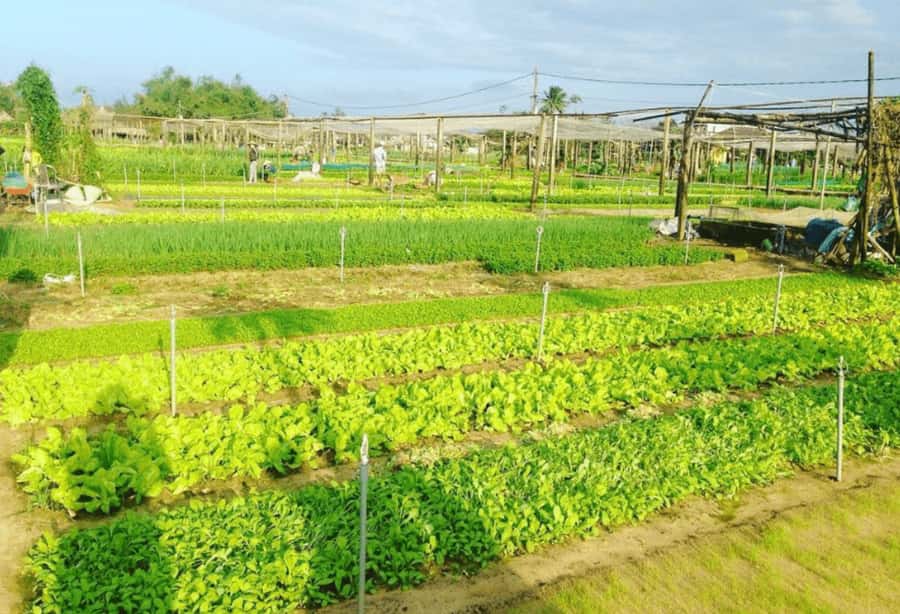 Hoi An: Tra Que Herb Village Cooking Class - What to Bring and How to Prepare