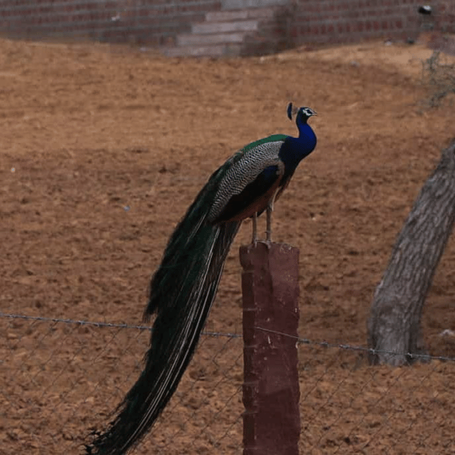 Jodhpur Desert Camel Safari With Cooking Class With Sumer - Should you book the Jodhpur camel safari with Sumer?