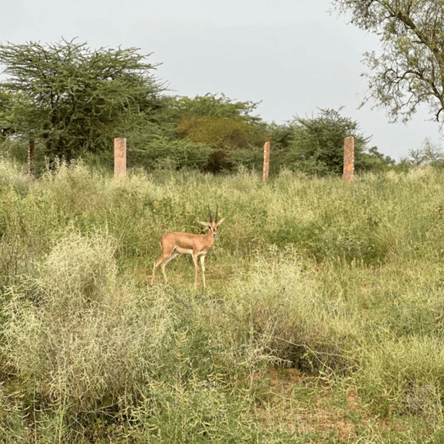 Jodhpur Desert Camel Safari With Cooking Class With Sumer - The ride back and possible Mandore Garden stop