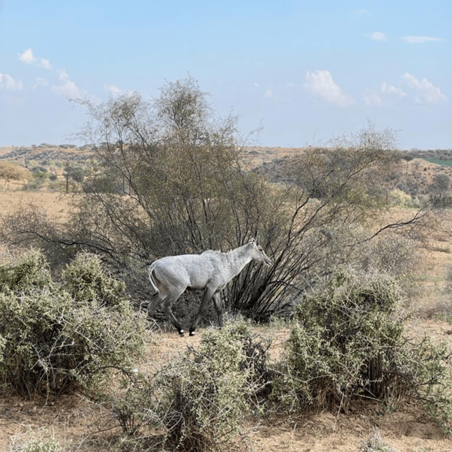 Jodhpur Desert Camel Safari With Cooking Class With Sumer - Who will enjoy this experience most