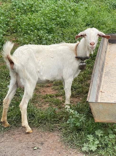 Kalamata: Farm-to-Table Experience with Cooking - Key points to know